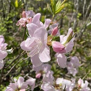 구지세현 마을 생태 조사