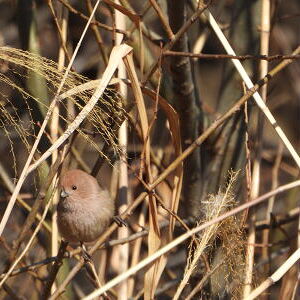 새(鳥)로운 발견-우리주변의 새, 소리분석 프로젝트 2