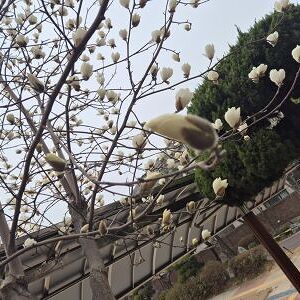 우리학교 봄꽃피는 시기 모니터링[~2025.5월말]