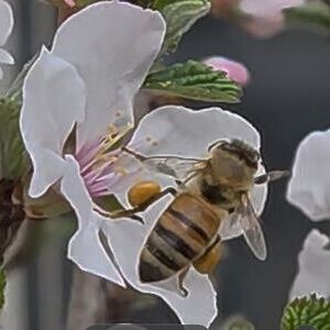 인천환생교 화분매개곤충 탐구