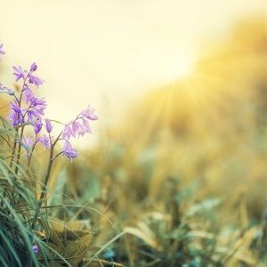 태성초 6학년의 생태지도