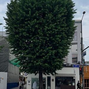 박문여고 가로수 프로젝트