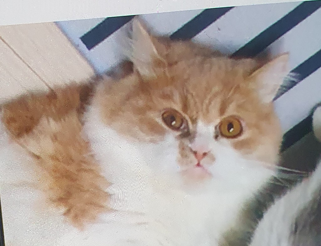 이가영