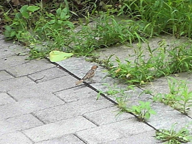 송호재